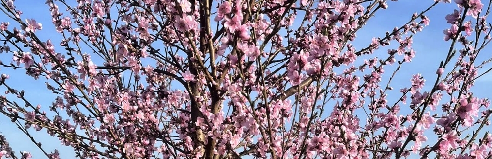 Prunus persica ovocne banner